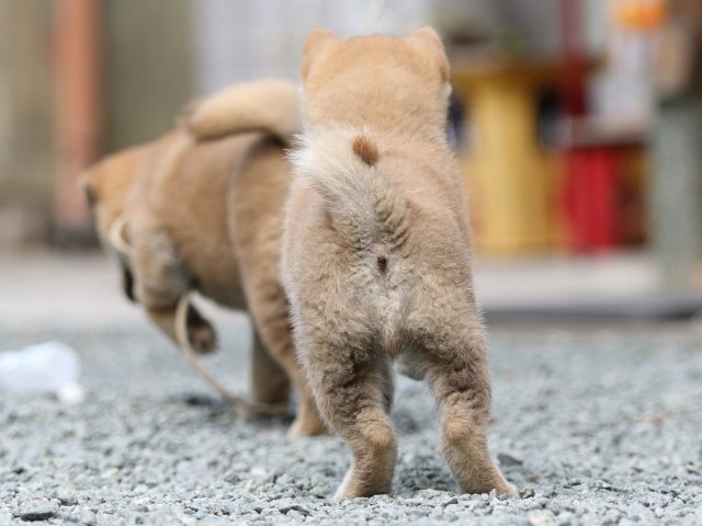 FP5A5984-puupy-shibainu