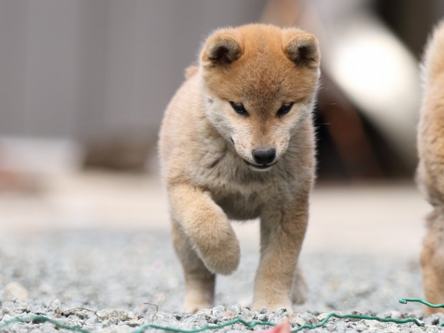 FP5A5993-puupy-shibainu