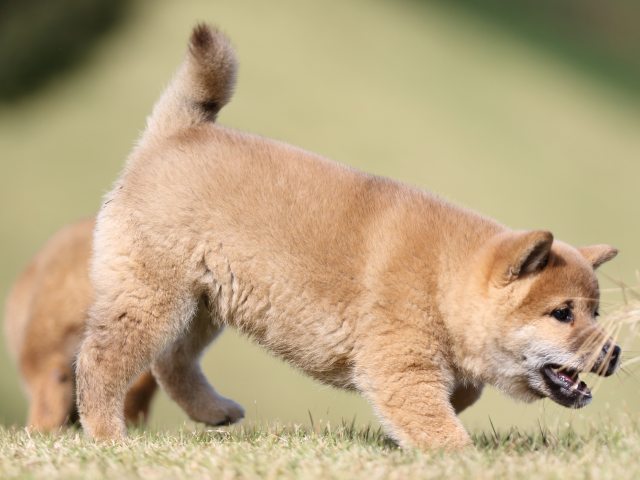 FP5A6214-puupy-shibainu