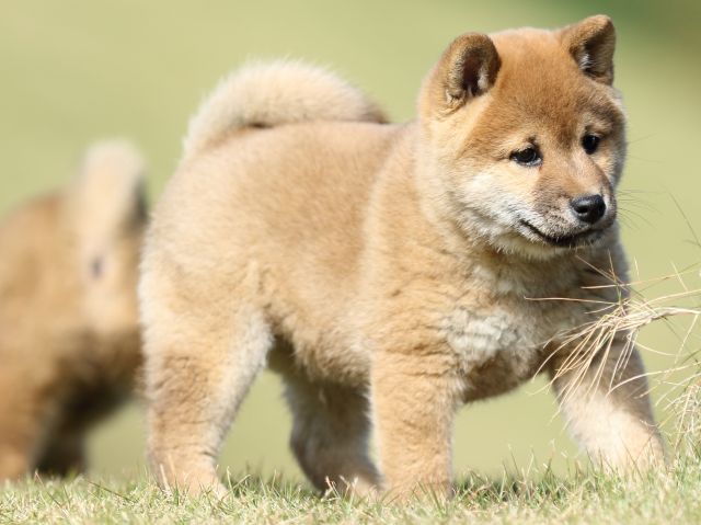 FP5A6217-puupy-shibainu