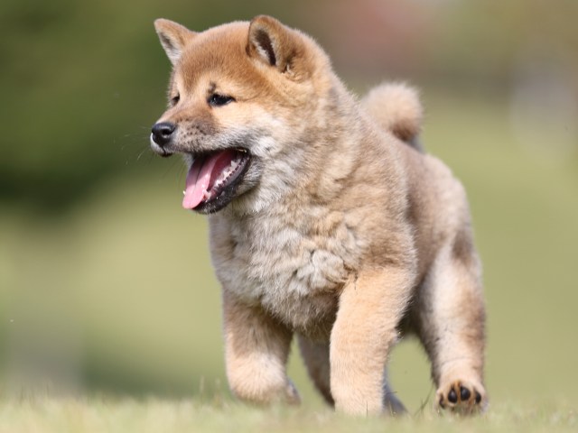 FP5A6351-puupy-shibainu