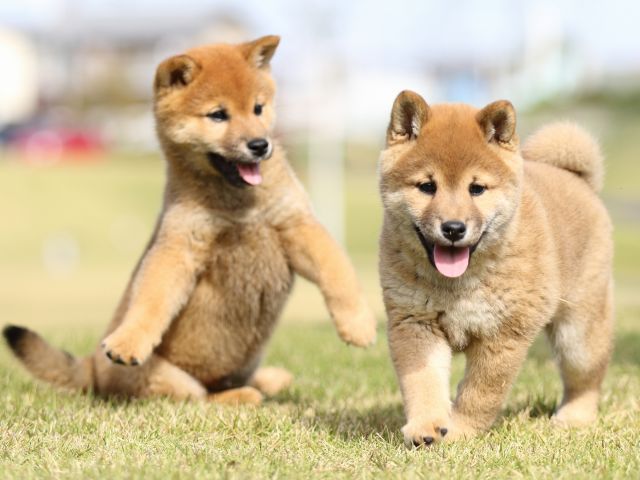 FP5A6381-puupy-shibainu