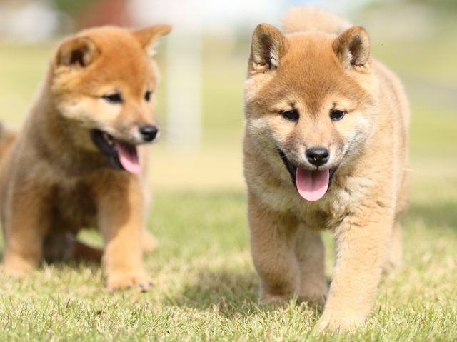 FP5A6383-puupy-shibainu