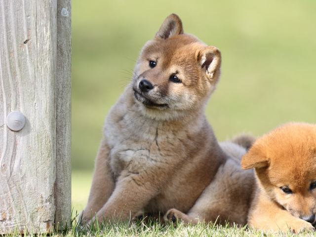 FP5A6421-puupy-shibainu