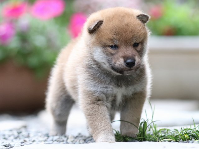 FP5A7394-puupy1-shibainu