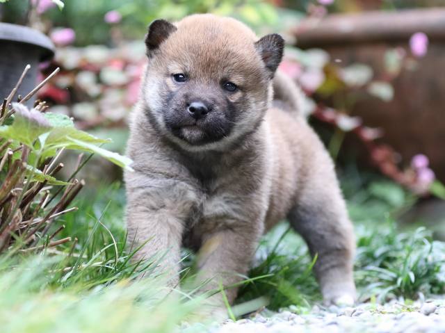 FP5A7605-puupy1-shibainu