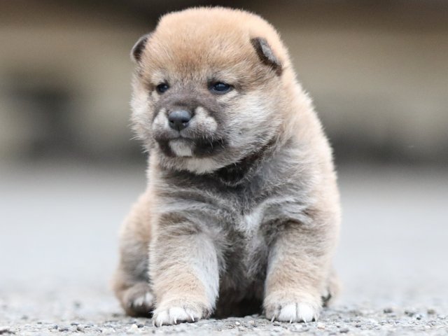 FP5A8138-puupy1-shibainu