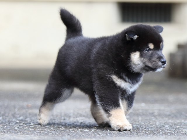 FP5A8772-puupy1-shibainu