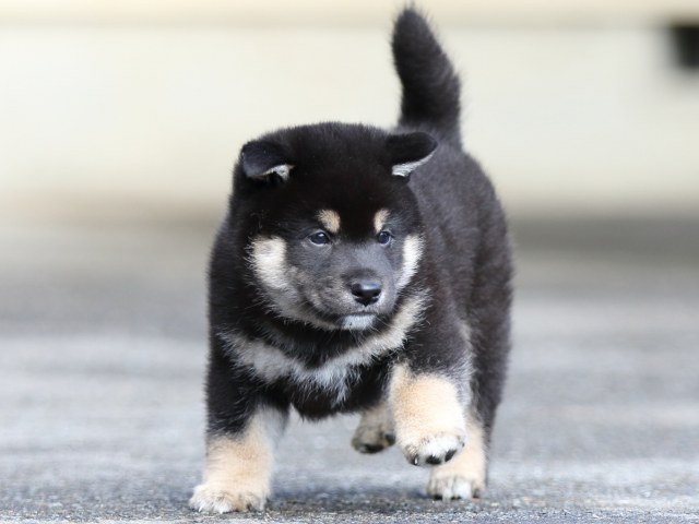 FP5A8803-puupy1-shibainu