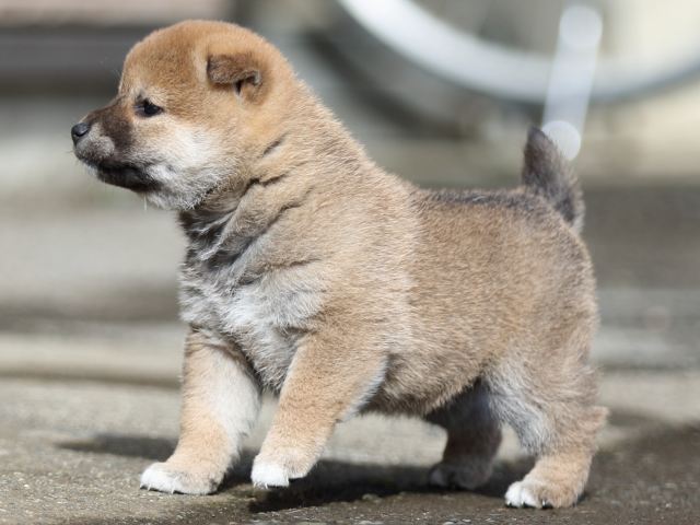 FP5A8817-puupy1-shibainu