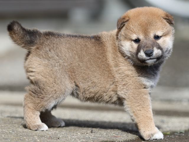 FP5A8829-puupy1-shibainu