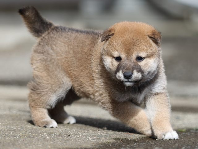 FP5A8832-puupy1-shibainu