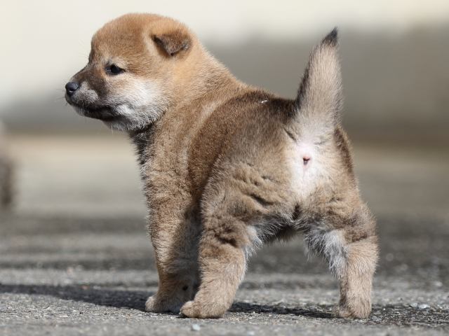 FP5A8840-puupy1-shibainu