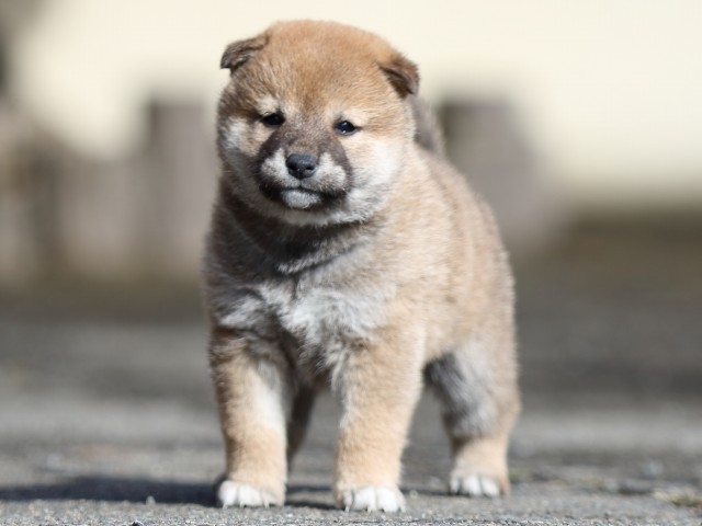 FP5A8851-puupy1-shibainu