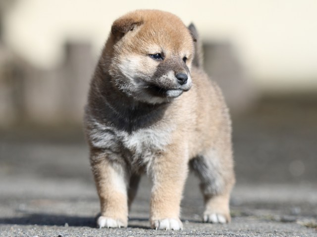 FP5A8854-puupy1-shibainu