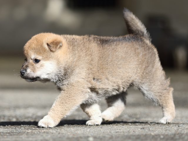 FP5A8901-puupy1-shibainu