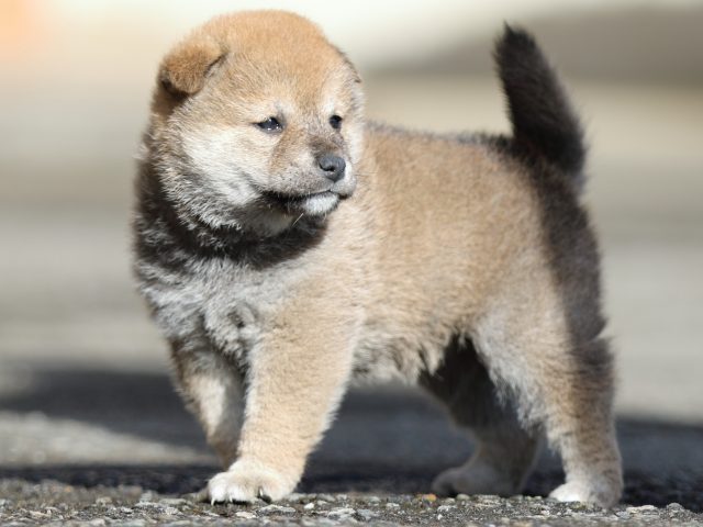 FP5A8938-puupy1-shibainu