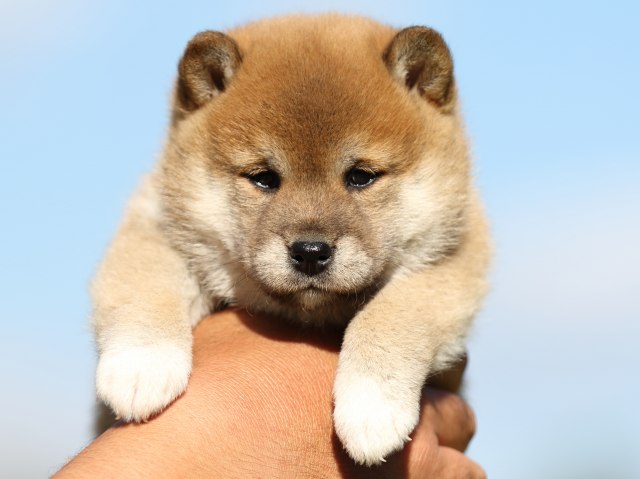 FP5A8968-puupy-shibainu