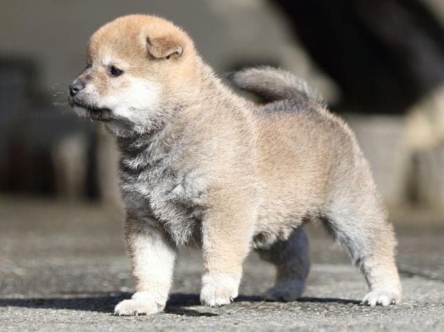 FP5A8978-puupy1-shibainu