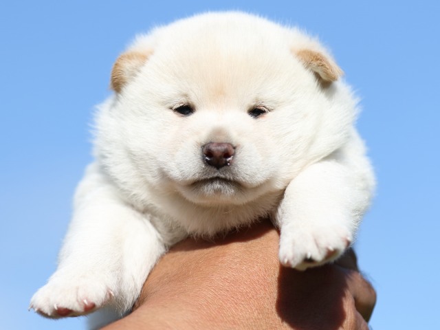 FP5A8981-puupy-shibainu