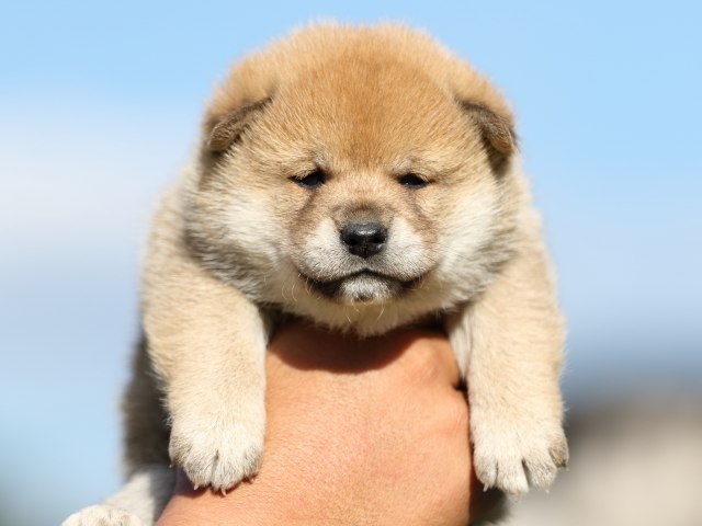 FP5A8996-puupy-shibainu