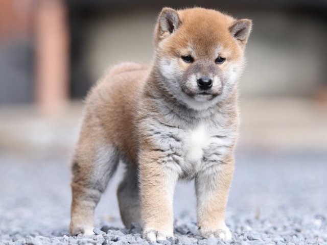 FP5A9412-puupy1-shibainu