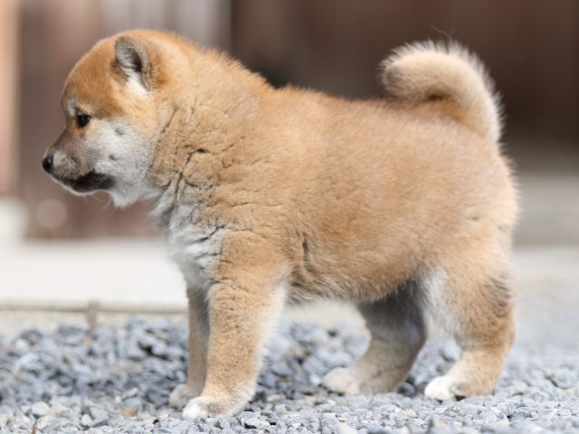 FP5A9418-puupy1-shibainu