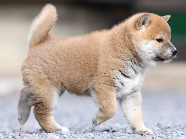 FP5A9460-puupy1-shibainu