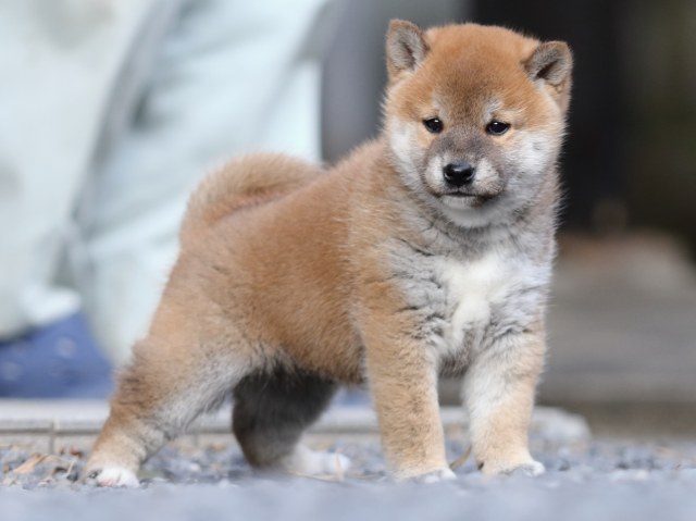 FP5A9510-puupy1-shibainu