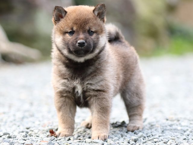 FP5A9712-puupy1-shibainu