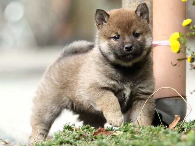 FP5A9735-puupy1-shibainu