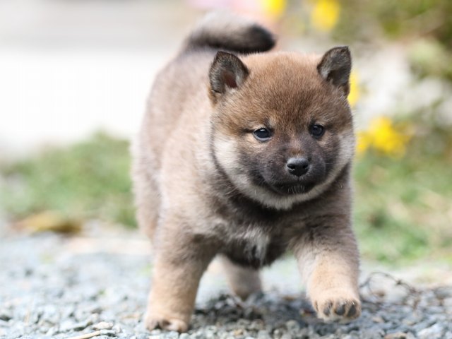 FP5A9752-puupy1-shibainu