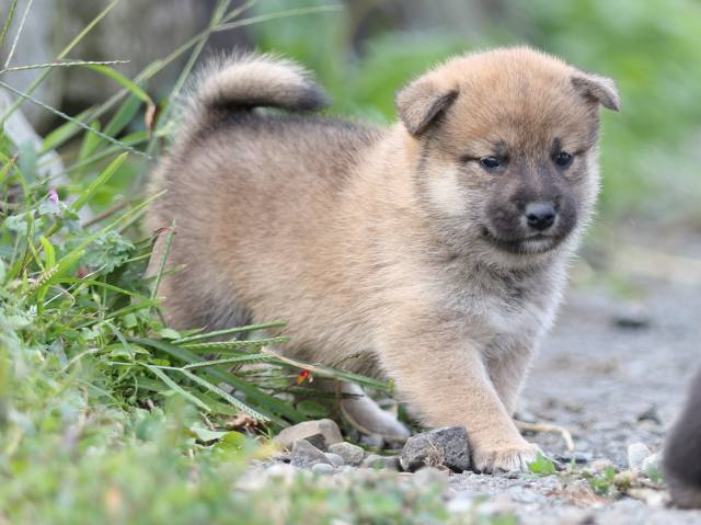 FP5A9918-puupy-shibainu