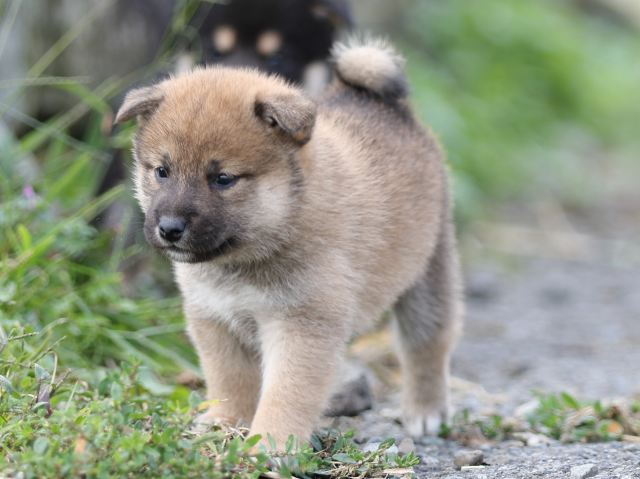 FP5A9957-puupy-shibainu