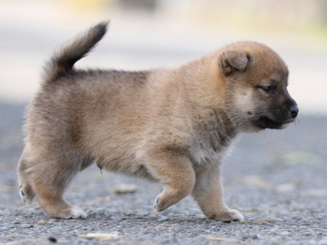 FP5A9976-puupy-shibainu