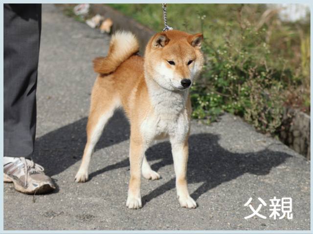 2015.10.21titi-shibainu