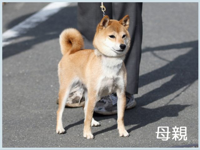 2015.9.24haha-shibainu