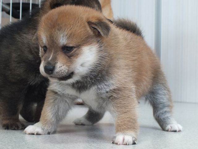 DSCF3858-puupy1-shibainu