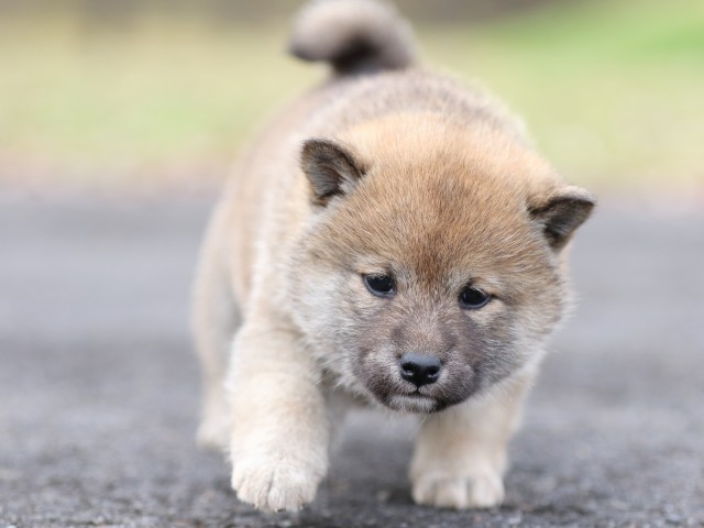 FP5A0471-puupy1-shibainu