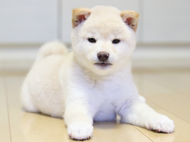 FP5A1697-puupy1-shibainu