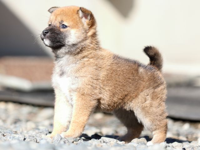 FP5A2012-puupy1-shibainu