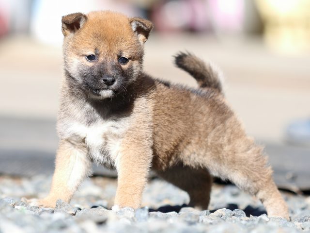 FP5A2056-puupy1-shibainu