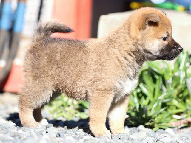 FP5A2112-puupy1-shibainu