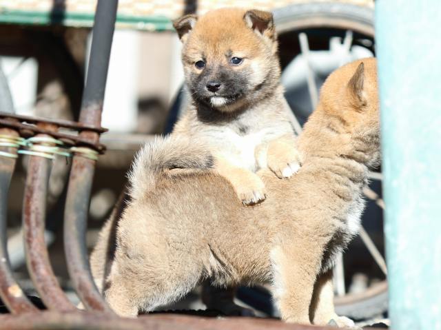 FP5A2131-puupy1-shibainu