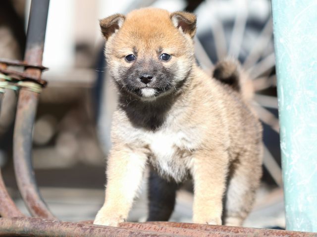 FP5A2145-puupy1-shibainu