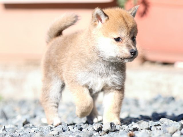 FP5A2180-puupy1-shibainu