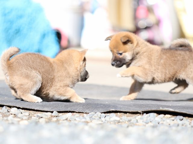 FP5A2300-puupy1-shibainu