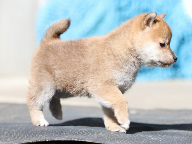 FP5A2351-puupy1-shibainu