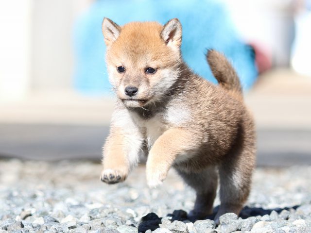 FP5A2365-puupy1-shibainu