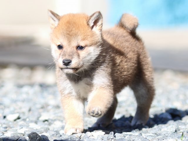 FP5A2368-puupy1-shibainu